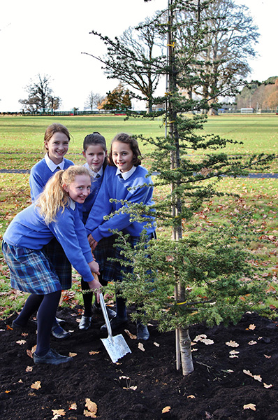 Planting the new cedar tree at the edge of the games field
