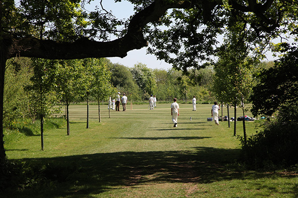 Cricket on the Hazlegrove Jubilee Wood field